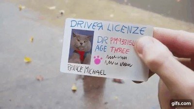 gato,calle,carnet,identidad