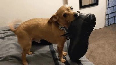 perro,zapatilla,feliz