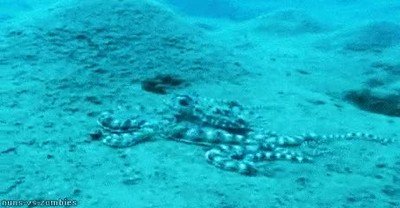 Enlace a Pulpos que se sienten seguros y abandonan su camuflaje