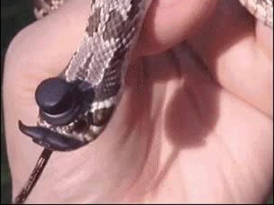 Enlace a Os presento a la serpiente más elegante del mundo
