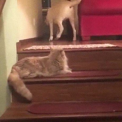 mirada,entender,pasar,perro,gato