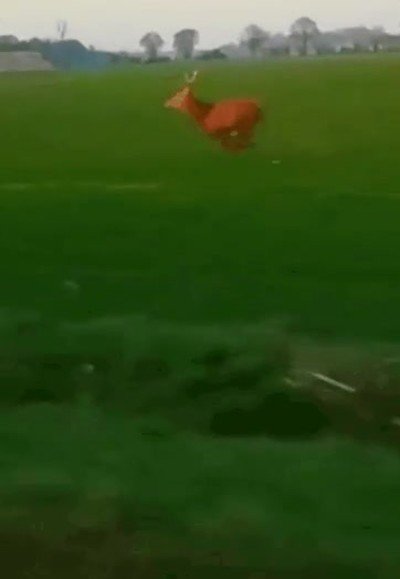 coche,salto,carretera