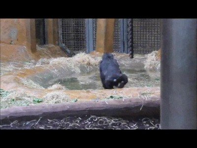 Enlace a Nada como una ducha para empezar bien el día 