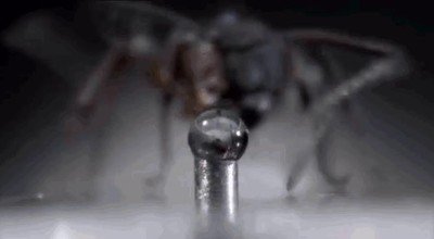 preguntar,hormiga,beber