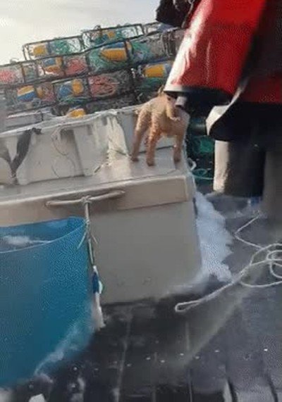 Enlace a Un perrito que mantiene el equilibrio de una forma magistral