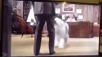 perro,horas,salir,casa