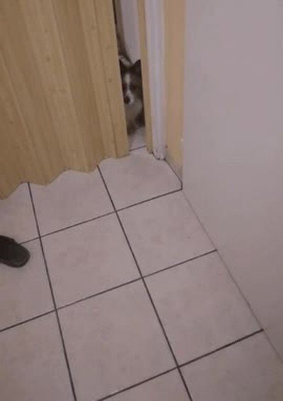 perro,oir,ruido,bolsa