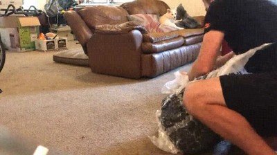 nuevo,sofa,perros,llegar,casa