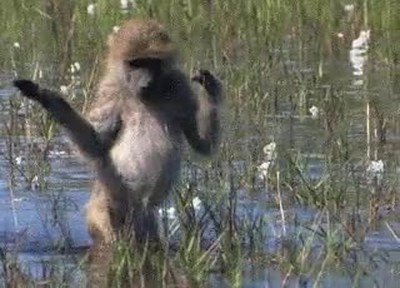 Enlace a Cuando te estas duchando y llaman al timbre de casa