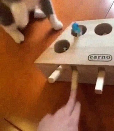 caja,trolleo,constante,gatos