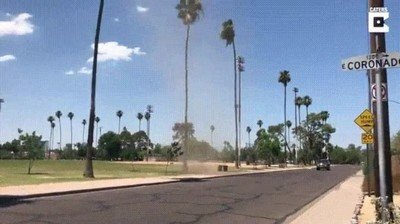 Enlace a Este árbol ha decidido que no necesita a nadie para divertirse 