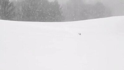 cara,bestia,camino,nieve,perro