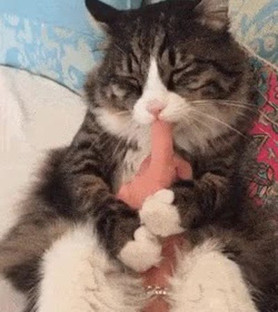 gatos,manicura,precio