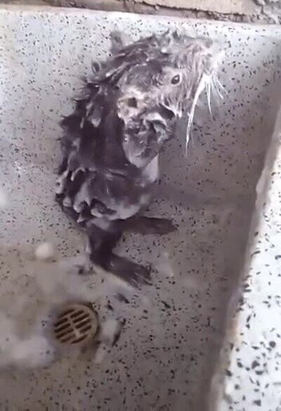 Enlace a Ser una rata no esta reñido con tener una buena higiene