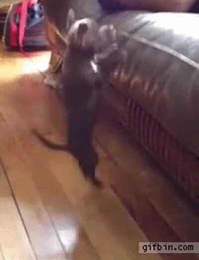 Enlace a Yo intentando ser cumplir mis metas en la vida