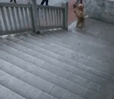 perros,andar,dos piernas,humanos