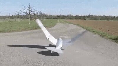 pajaro,real,de lejos