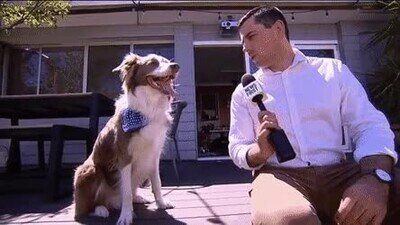 Enlace a Los peligros de hacerle una entrevista a un perro