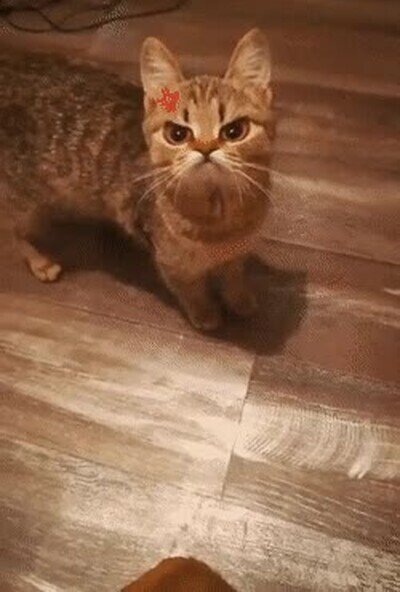 Enlace a Con este filtro el gato está siempre enfadado y es de lo más adorable
