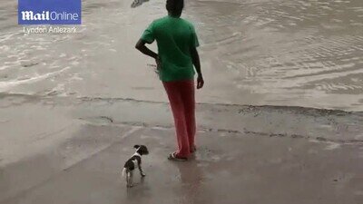 Enlace a Ni el cocodrilo se fia de tus mentiras