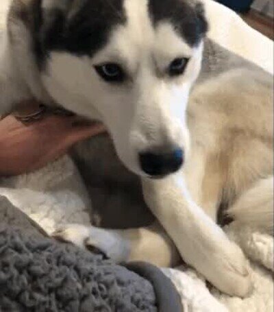 maldito,telefono,perro