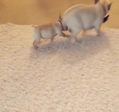 mover,culo,gimnasio,tira