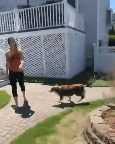 Perro,demasiada,energ&iacute;a