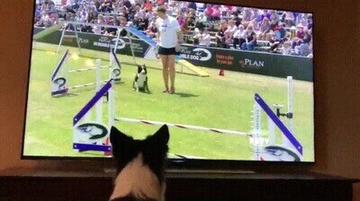 Enlace a Perro animando a su compañero en una competición 