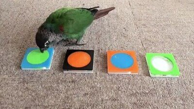 Enlace a Mira cómo esta pájaro ordena por colores