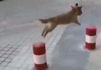 perro,aprender,jugar,the floor is lava