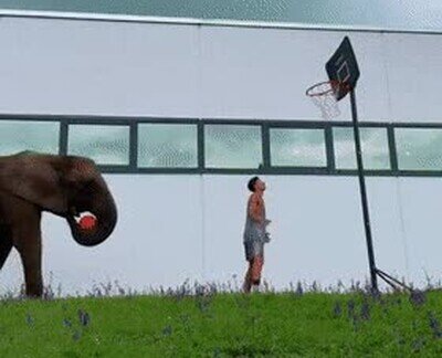 Enlace a Todos los equipos de baloncesto querrían a este jugador en su equipo