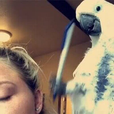 Enlace a Hay pájaros que son muy estrictos a la hora de enseñar 