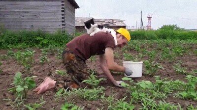 gato,separar,humano,trabajo