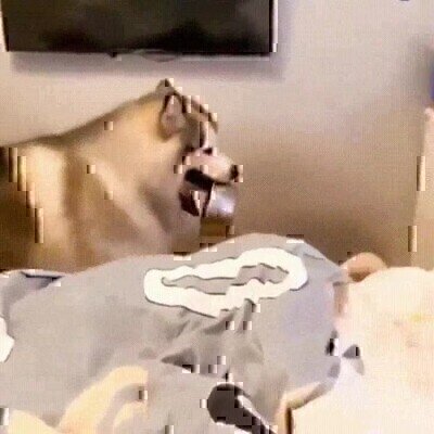 comida,por favor,perro