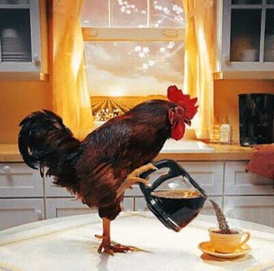 Ojalá un gallo de estos que me prepare el café todos los días por la mañana ojala,gallo,preparar,cafe