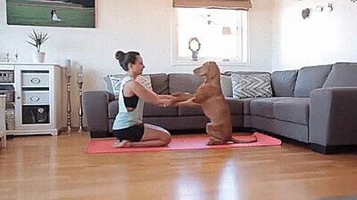 perro,yoga,casa