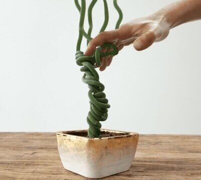 Enlace a Esta planta parece recién llegada del espacio y da mal rollo