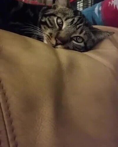 gato,despertar,siesta