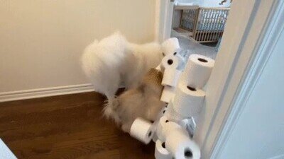 Enlace a Cada día les pone a sus perros un obstáculo más difícil