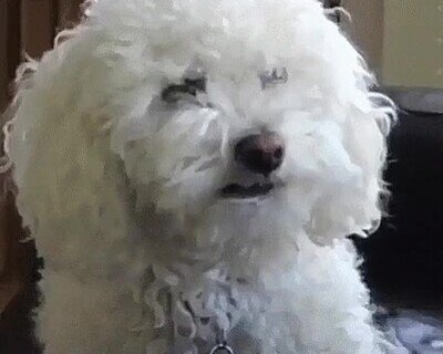 perro,casa,miradas,comida