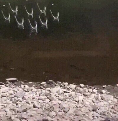 editado,tirar,piedras