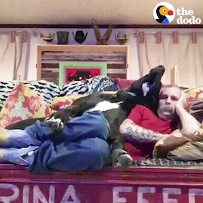 Enlace a Perros que no asimilan que ya están grandes para ciertas cosas