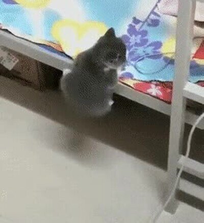 Enlace a Este gato me representa luchando para cumplir mis sueños 