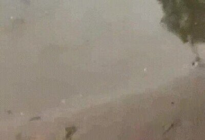 perro,cocodrilo,agua