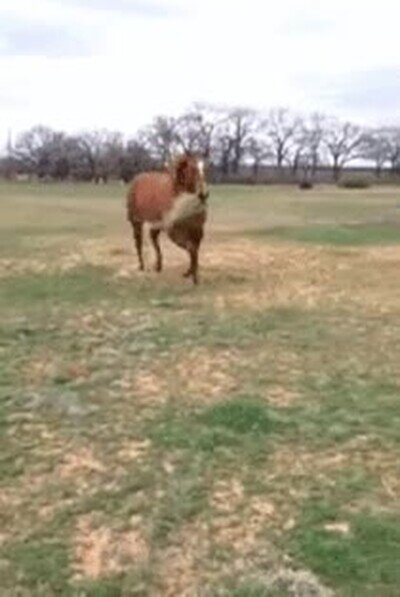 caballo,encantar,alinmentar amigos