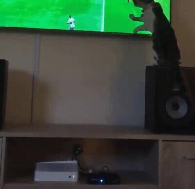 Enlace a Ese gato se merece la tarjeta roja 