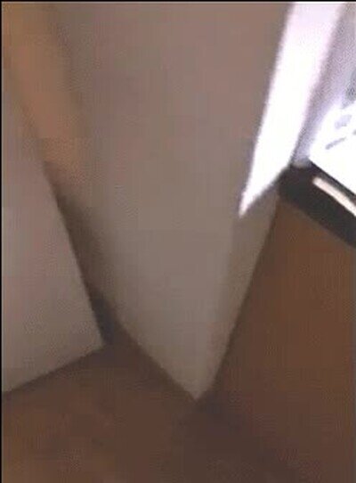 gatos,sincronia,comer