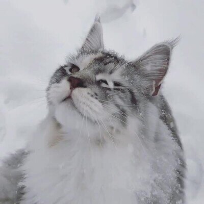 gato,nieve