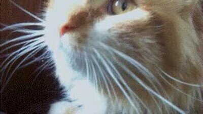 cara,gato,toser,coronavirus