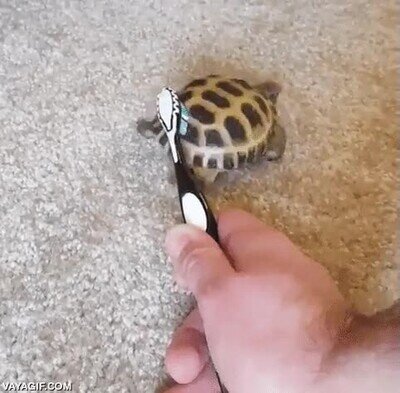 tortuga,tocar,trasero